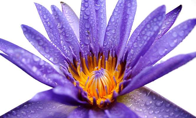 포토 JPG 해외이미지 식물 꽃잎 꽃 분홍색 백그라운드 꽃무늬 태국 자연 휴식 사람없음 야외 장식 세로 초록색 물 반사 노란색 환경 정원 보라색 침묵 벚꽃 물방울 연못 신선 개화 우아함 명상 싱글 내추럴 고립 이국적 천진난만 부족함 해외202004 해외포토 자연요소 아시아 컬러 컨셉 무늬 소리 생태계 파일형식 이미지허브