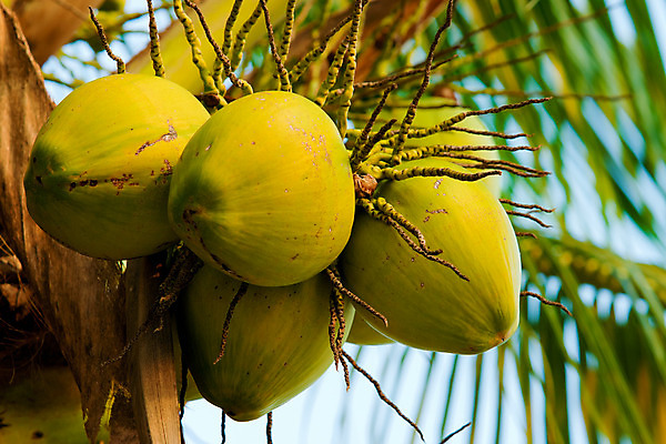 포토 JPG 해외이미지 나무 식물 계절 음료 음식 잎 농업 채소 과일 자연 휴가 매달리기 건강 손바닥 사람없음 야외 초록색 농장 정원 우유 견과류 성장 나뭇가지 시골 신선 그룹 달콤 먹이 다발 먹기 보따리 유기농 날것 코코넛 내추럴 밭일 식용 이국적 채식주의자 많음 해외202004 해외포토 손 웰빙 산업 컬러 컨셉 모션 유제품 맛 생태계 채식 파일형식 이미지허브