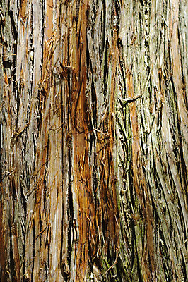 포토 JPG 해외이미지 모양 나무 식물 선 조각 백그라운드 십자가 패턴 부분 자연 표면 날씨 사람없음 목재 갈색 줄무늬 껍질 거친 닫기 널 숲 장작 자르기 묘사 유기농 질감 통나무 나무껍질 잡동사니 내추럴 생태학 수목 옛날 해외202004 해외포토 웰빙 교육 컬러 무늬 재료 모션 생태계 파일형식 이미지허브