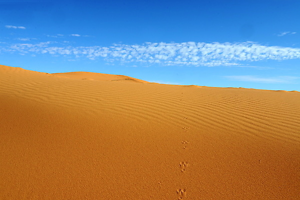 포토 JPG 해외이미지 모래 여행 백그라운드 패턴 오렌지 자연 표면 추상 건조 풍경 사람없음 야외 여름 노란색 사막 뜨거움 황무지 황금 땅 모래언덕 질감 먼지 가뭄 내추럴 해외202004 해외포토 계절 컬러 무늬 과일 날씨 언덕 생태계 파일형식 이미지허브