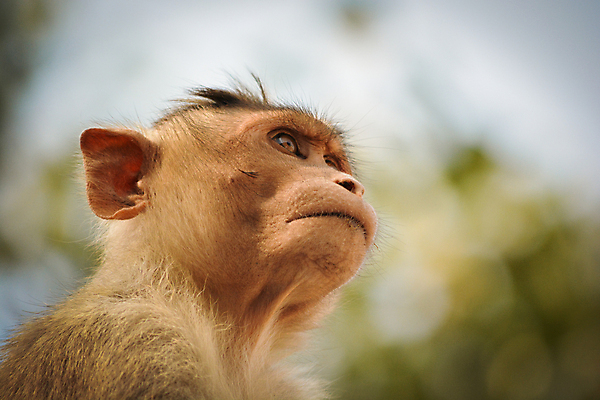 포토 JPG 해외이미지 나무 동물 공원 아시아 얼굴 야생동물 음식 백그라운드 포유류 자연 흑백 동양인 사람없음 야외 갈색 환경 검은색 코트 원숭이 표현 닫기 숲 인도인 먹기 호기심 질감 유인원 보닛 동물상 전국 카피스페이스 해외202004 해외포토 외국인 식물 공공시설 감정 나라 컬러 컨셉 모션 자동차 촬영기법 인종 신체부위 조형물 공백 외투 생태계 파일형식 이미지허브