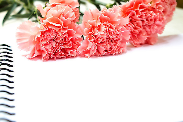 포토 JPG 해외이미지 식물 꽃잎 꽃 분홍색 꽃다발 백그라운드 꽃무늬 자연 휴가 선물 사람없음 컬러풀 봄 벚꽃 흰색 신선 신용카드 카네이션 해외202004 해외포토 계절 컬러 무늬 금융 생태계 파일형식 이미지허브