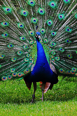 포토 JPG 해외이미지 동물 남자 백그라운드 패턴 오렌지 자연 조류 동물원 사람없음 초록색 파란색 컬러풀 페인트 황금 우아함 공작 깃털 묘사 질감 솜털 해외202004 해외포토 컬러 컨셉 무늬 과일 사람 생태계 파일형식 이미지허브