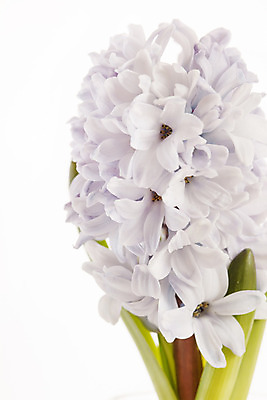 포토 JPG 해외이미지 식물 계절 꽃잎 꽃 줄기 잎 부활절 사람없음 파란색 머리 꽃병 봄 활발 흰색 신선 개화 허브 제비꽃 싱글 고립 히아신스 해외202004 해외포토 기념일 컬러 컨셉 신체부위 파일형식 이미지허브