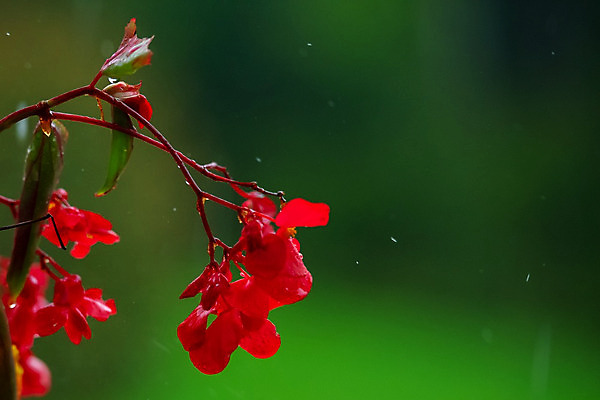 포토 JPG 해외이미지 계절 꽃 분홍색 백그라운드 잎 자연 사람없음 초록색 물 컬러풀 정원 보라색 젖음 벚꽃 물방울 닫기 떨어짐 빗방울 원예 자연백그라운드 진홍색 내추럴 고립 꽃수술 취급주의 그리너리 해외202004 해외포토 자연요소 식물 컬러 컨셉 모션 경고 취미 빨간색 비_날씨 생태계 파일형식 트랜드컬러 이미지허브