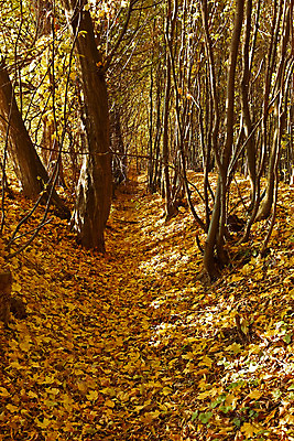 포토 JPG 해외이미지 나무 식물 계절 공원 백그라운드 단풍 잎 오렌지 자연 풍경 사람없음 야외 노란색 활발 가을 나뭇가지 시골 변화 황금 떨어짐 숲 큼 9월 11월 장면 10월 내추럴 멀티 옛날 많음 해외202004 해외포토 공공시설 컬러 컨셉 과일 날짜 크기 생태계 파일형식 이미지허브