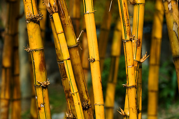 포토 JPG 해외이미지 나무 식물 선 줄기 백그라운드 잎 패턴 밭 자연 추상 동양인 사람없음 목재 세로 갈색 노란색 정원 중국 가을 나뭇가지 신선 원형 행운 막대기 숲 대나무 보따리 유기농 질감 생물학 심플 예술가 나무껍질 평행 직진 해외202004 해외포토 도형 웰빙 계절 교육 아시아 컬러 컨셉 무늬 농업 재료 인종 껍질 생태계 파일형식 이미지허브