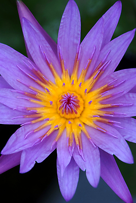 포토 JPG 해외이미지 식물 꽃잎 꽃 아시아 선 백그라운드 꽃무늬 패턴 태국 자연 연꽃 사람없음 야외 물 컬러풀 보라색 봄 벚꽃 개화 우아함 닫기 백합 홍수 묘사 싱글 내추럴 이국적 해외202004 해외포토 자연요소 계절 나라 컬러 컨셉 무늬 모션 자연재해 생태계 파일형식 이미지허브