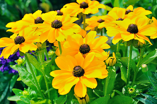 포토 JPG 해외이미지 식물 계절 공원 꽃잎 꽃 꽃다발 백그라운드 잎 꽃무늬 자연 사람없음 야외 장식 초록색 여름 컬러풀 노란색 정원 봄 활발 벚꽃 침대 신선 바퀴 그룹 원예 생물학 데이지 화단 내추럴 캐모마일 해외202004 해외포토 공공시설 교육 컬러 가구 컨셉 무늬 취미 허브 생태계 파일형식 이미지허브