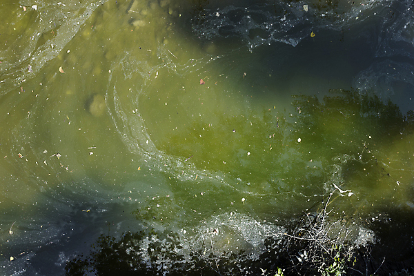 포토 JPG 해외이미지 백그라운드 자연 아이디어 사람없음 초록색 물 환경 지저분함 지구온난화 해외202004 해외포토 자연요소 컬러 컨셉 감각 생태계 기후변화 파일형식 이미지허브