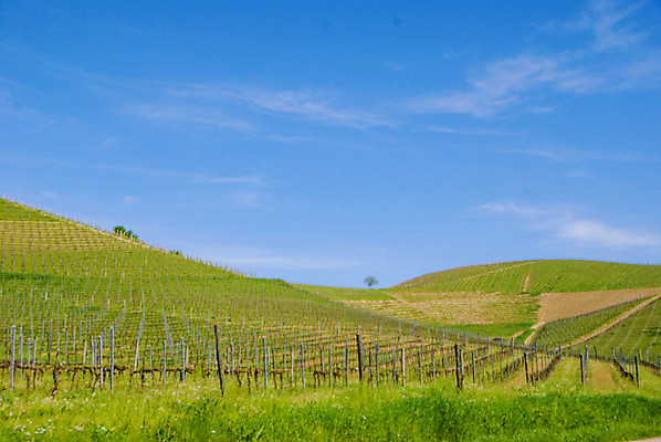포토 JPG 해외이미지 나무 구름 여행 밭 농업 자연 하늘 포도 휴가 풍경 사람없음 야외 초록색 여행객 와인 이탈리아 성장 농촌 시골 언덕 조경 포도밭 포도나무 타운 산기슭 내추럴 양조장 줄서기 해외202004 해외포토 자연요소 식물 유럽 산업 컬러 과일 모션 산 주류 사람 도시 과일나무 생태계 파일형식 이미지허브