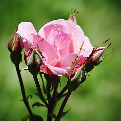 포토 JPG 해외이미지 식물 꽃 잎 자연 사람없음 여름 장미 정원 봄 벚꽃 나뭇가지 원예 내추럴 해외202004 해외포토 나무 계절 취미 생태계 파일형식 이미지허브