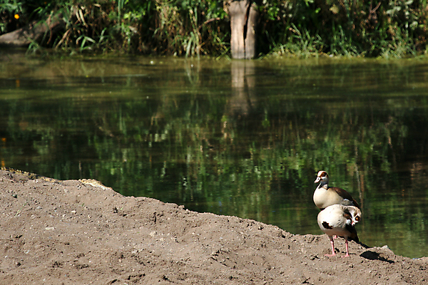 포토 JPG 해외이미지 동물 야생동물 여행 아프리카 조류 오리 앉기 사람없음 물 강 세계 환경 게임 행운 보호 큼 당구 사파리 지역 동쪽 남쪽 사바나 세렝게티 탄자니아 해외202004 해외포토 자연요소 나라 컨셉 모션 놀이 구기 크기 방향 파일형식 이미지허브