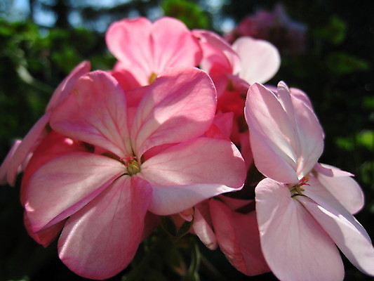 포토 JPG 해외이미지 식물 동물 열매 꽃 분홍색 곤충 과일 자연 사람없음 빨간색 초록색 파란색 노란색 보라색 봄 체리 해외202004 해외포토 계절 컬러 생태계 파일형식 이미지허브