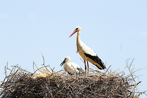 포토 JPG 해외이미지 동물 커플 야생동물 어린이 음식 2 날개 가족 자연 조류 하늘 엄마 주택 병아리 3 사랑 사람없음 야외 빨간색 여름 환경 검은색 봄 흰색 아기 쌍 아빠 닫기 둥지 숲 심볼 깃털 부리 펜촉 생태학 우수 황새 해외202004 해외포토 계절 교육 감정 컬러 관계 모션 사람 건물 펜 절기 생태계 파일형식 이미지허브