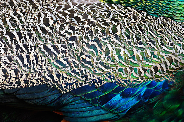 포토 JPG 해외이미지 동물 남자 야생동물 백그라운드 패턴 자연 조류 추상 동물원 사람없음 초록색 파란색 컬러풀 활발 닫기 공작 인도인 깃털 묘사 질감 꼬리 부리 내추럴 해외202004 해외포토 외국인 컬러 컨셉 무늬 모션 사람 동양인 생태계 파일형식 이미지허브