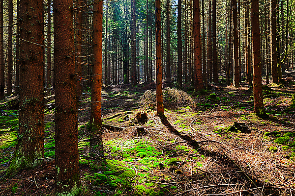 포토 JPG 해외이미지 나무 계절 공원 길 백그라운드 잎 자연 아침 이끼 풍경 사람없음 야외 목재 초록색 여름 빛 햇빛 평화 일출 환경 봄 안개 성장 광선 가을 나뭇가지 시골 황무지 황금 숲 신비 내추럴 해외202004 해외포토 주간 식물 공공시설 컬러 컨셉 재료 날씨 태양 노을 생태계 파일형식 이미지허브