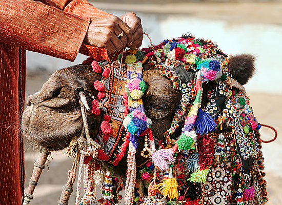 포토 JPG 해외이미지 동물 1 전통 드레스 아시아 문화 여행 목걸이 포유류 휴가 사람없음 야외 장식 컬러풀 갈색 머리 여행객 맑음 축제 사막 황금 닫기 인도인 사파리 낙타 목 공평 단봉낙타 이국적 총구 해외202004 해외포토 외국인 옷 나라 컬러 장신구 모션 날씨 사람 동양인 신체부위 파일형식 이미지허브