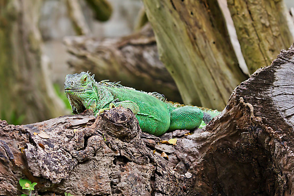 포토 JPG 해외이미지 동물 척추동물 응시 야생동물 포즈 신체 파충류 자연 생물 동물원 종류 사람없음 야외 초록색 반려동물 환경 놀람 덩굴 숲 큼 피부 눈금 도마뱀 육식동물 이구아나 스파이크 기어가기 동물상 집게발 오싹 해외202004 해외포토 식물 시선 감정 컬러 모션 표정 신체부위 조형물 크기 생태계 파일형식 이미지허브