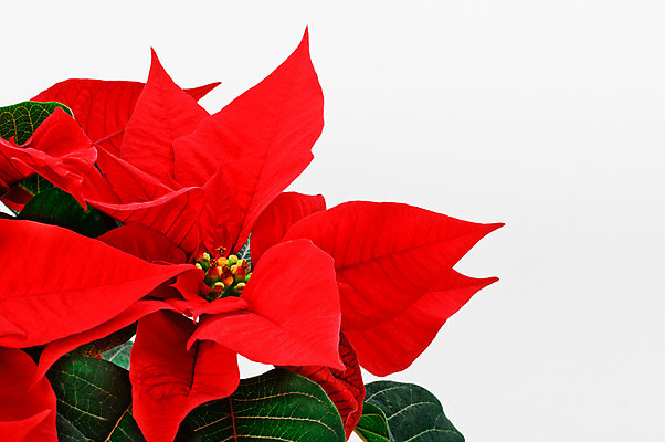 포토 JPG 해외이미지 전통 꽃잎 행복 컨셉 겨울 자연 기념 사람없음 장식 빨간색 초록색 축제 축하 클래식 12월 포인세티아 해외202004 해외포토 계절 꽃 감정 컬러 날짜 생태계 파일형식 이미지허브