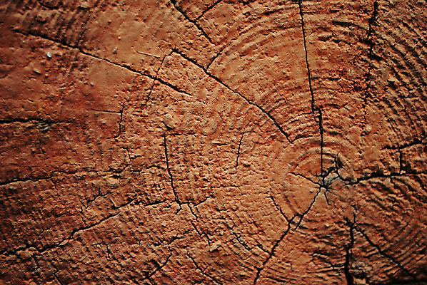 포토 JPG 해외이미지 나무 디자인 백그라운드 사람없음 목재 갈색 질감 나무껍질 봉 해외202004 해외포토 식물 컬러 재료 껍질 파일형식 이미지허브