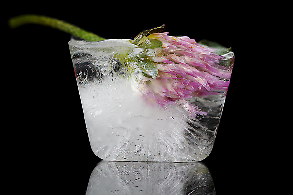 포토 JPG 해외이미지 꽃잎 꽃 사람없음 파란색 보라색 냉동 얼음 검은색 투명 크리스탈 큐브 해외202004 해외포토 자연요소 식물 컬러 광석 파일형식 이미지허브