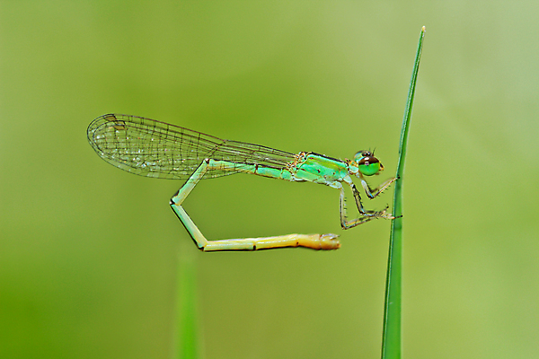 포토 JPG 해외이미지 식물 동물 야생동물 곤충 백그라운드 잎 신체 날개 자연 사람없음 초록색 여름 태양 용 투명 잠자리 날씬함 사냥 해외202004 해외포토 자연요소 계절 컬러 몸매 생태계 파일형식 이미지허브