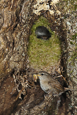 포토 JPG 해외이미지 나무 동물 야생동물 음식 곤충 이동 자연 조류 주택 종류 사람없음 봄 아기 둥지 작음 깃털 새장 철새 자작나무 동물상 해외202004 해외포토 식물 계절 컨셉 사람 건물 조형물 크기 생태계 케이지 파일형식 이미지허브