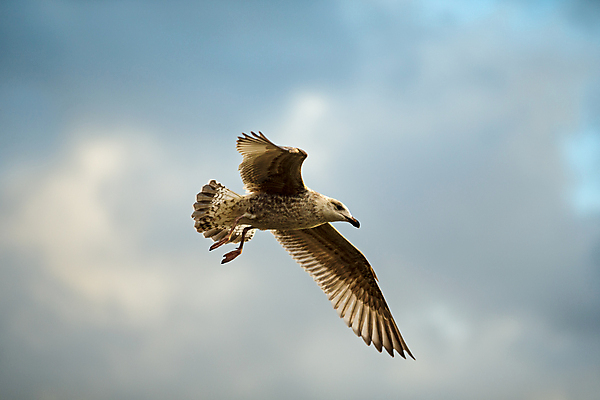 포토 JPG 해외이미지 유럽 바다 갈매기 조류 사람없음 대서양 서유럽 해외202004 해외포토 동물 나라 파일형식 이미지허브