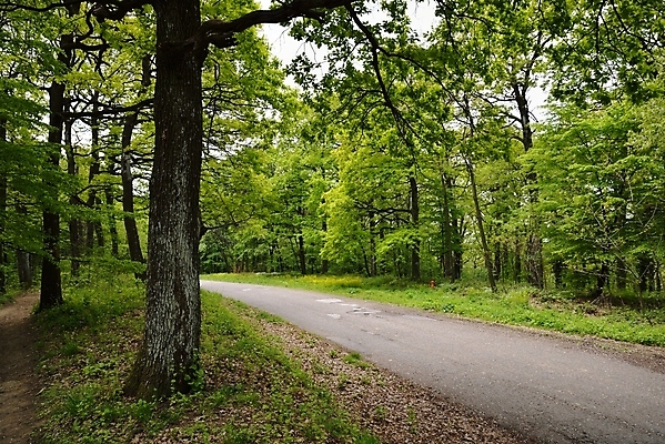 포토 JPG 해외이미지 나무 계절 공원 도로 길 여행 단풍 잎 자연 날씨 풍경 사람없음 야외 목재 초록색 햇빛 평화 환경 화목 봄 트래킹 하이킹 시골 신선 숲 큼 땅 순수 장면 지역 내추럴 해외202004 해외포토 식물 공공시설 컬러 컨셉 재료 교통시설 레저 태양 크기 생태계 파일형식 이미지허브