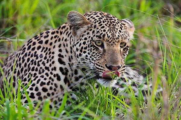 포토 JPG 해외이미지 나무 동물 응시 공원 얼굴 야생동물 스포츠 여행 포유류 아프리카 자연 수염 국립공원 사람없음 여행객 환경 고양이 나뭇가지 관찰 점 기다림 큼 검색 육식동물 표범 랜드마크 사바나 탄자니아 평야 해외202004 해외포토 멸종위기종 식물 시선 공공시설 나라 모션 사람 신체부위 반려동물 크기 생태계 파일형식 이미지허브