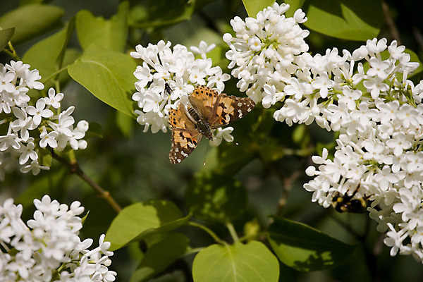 포토 JPG 해외이미지 식물 꽃 나비 오렌지 자연 안테나 사람없음 여름 활발 흰색 점 수분 삽입 웅장함 해외202004 해외포토 계절 컬러 곤충 컨셉 과일 통신 생태계 파일형식 이미지허브