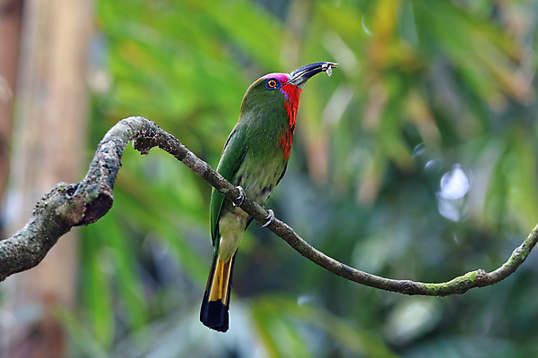 포토 JPG 해외이미지 나무 동물 여자 남자 아시아 얼굴 야생동물 곤충 백그라운드 날개 자연 조류 수염 사람없음 야외 목재 가로 빨간색 초록색 컬러풀 머리 환경 나뭇가지 막대기 닫기 숲 깃털 꼬리 부리 서식지 생태학 이국적 해외202004 해외포토 식물 교육 나라 컬러 재료 모션 사람 신체부위 생태계 파일형식 이미지허브