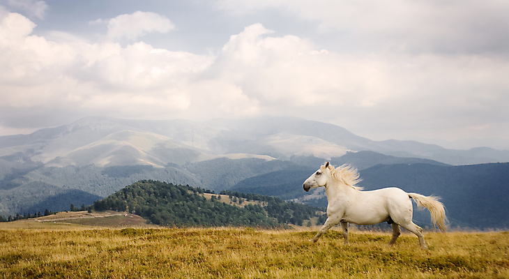 포토 JPG 해외이미지 동물 구름 밭 포유류 자연 산 파노라마 풍경 사람없음 파란색 달리기 검은색 황무지 속도 그림 공상 내추럴 해외202004 해외포토 자연요소 컬러 농업 모션 촬영기법 생태계 파일형식 이미지허브
