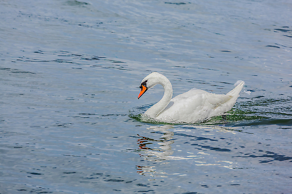 포토 JPG 해외이미지 주간 한마리 호수 사람없음 야외 백조 해외202004 해외포토 자연요소 1 조류 파일형식 이미지허브