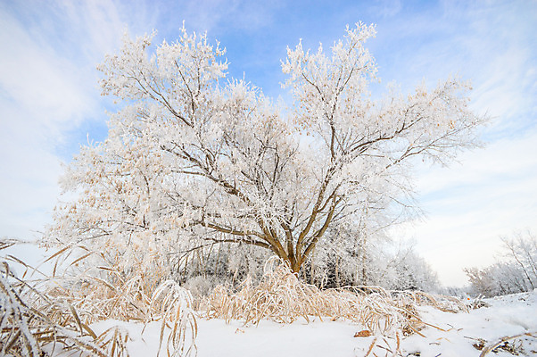 포토 JPG 해외이미지 나무 계절 공원 여행 백그라운드 크리스마스 겨울 자연 하늘 아침 날씨 새로움 풍경 사람없음 야외 목재 초록색 파란색 빛 햇빛 태양 갈색 환경 맑음 냉동 얼음 추위 흰색 나뭇가지 눈송이 황무지 숲 12월 언덕 서리 장면 1월 내추럴 폭설 눈내림 가문비나무 해외202004 해외포토 주간 자연요소 식물 공공시설 기념일 컬러 컨셉 재료 눈_날씨 날짜 자연재해 생태계 파일형식 이미지허브