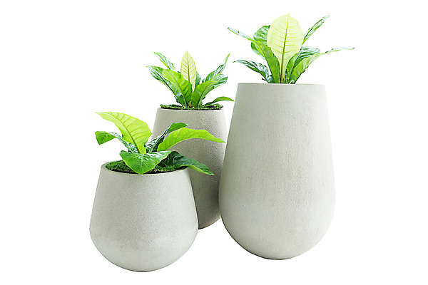 포토 JPG 해외이미지 나무 식물 화초 벽 백그라운드 잎 자연 사람없음 장식 초록색 정원 성장 흰색 신선 냄비 오브젝트 원예 시멘트 내추럴 고립 심기 콘크리트 해외202004 해외포토 컬러 모션 취미 솥 생태계 파일형식 이미지허브