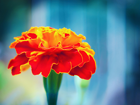 포토 JPG 해외이미지 식물 꽃잎 꽃 백그라운드 잎 오렌지 자연 사람없음 야외 빨간색 초록색 여름 햇빛 태양 노란색 정원 벚꽃 침대 개화 선택 원예 화단 내추럴 블러 해외202004 해외포토 자연요소 계절 컬러 가구 컨셉 과일 취미 생태계 파일형식 이미지허브