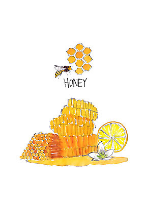 PSD 한마리 꽃 일러스트 캘리그라피 붓터치 사람없음 꿀벌 레몬 건강식품 꿀 벌집 국내일러스트 식물 1 음식 과일 건강 벌_곤충 파일형식