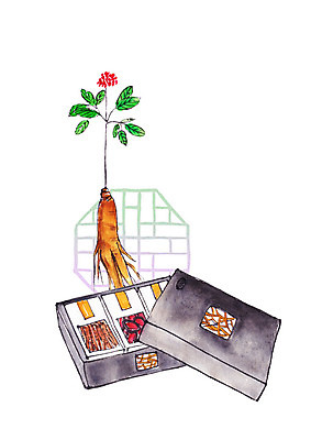 PSD 일러스트 캘리그라피 붓터치 사람없음 약재 한약재 인삼 건강식품 선물세트 인삼꽃 홍삼 국내일러스트 꽃 음식 건강 선물 약 삼 파일형식