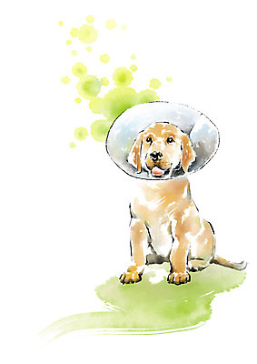 PSD 한마리 일러스트 캘리그라피 붓터치 사람없음 치료 강아지 동물병원 반려 넥카라 국내일러스트 반려용품 1 의학 병원 반려동물 개 오브젝트 파일형식