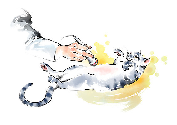 PSD 한마리 손 일러스트 캘리그라피 붓터치 한명 사람 성인 신체부위 치료 눕기 고양이 진료 동물병원 반려 초음파 국내일러스트 1 포유류 의학 모션 병원 반려동물 파일형식