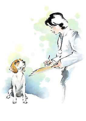 PSD 한마리 응시 여자 일러스트 캘리그라피 청진기 붓터치 한명 사람 상반신 성인 기록 의사가운 강아지 동물병원 수의사 반려 서류판 국내일러스트 1 시선 의료기기 병원 반려동물 사무용품 의사 가운 개 파일형식