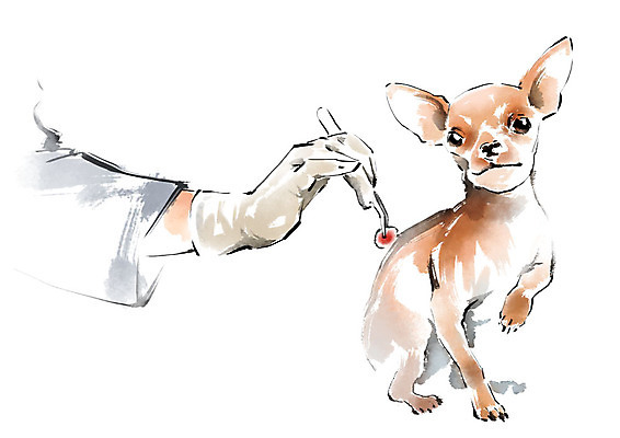 PSD 한마리 손 장갑 일러스트 캘리그라피 붓터치 한명 사람 성인 신체부위 치료 강아지 핀셋 동물병원 수의사 반려 국내일러스트 1 잡화 의학 병원 반려동물 의사 도구 개 파일형식