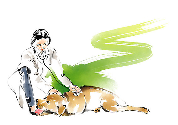 전신 PSD 한마리 여자 일러스트 캘리그라피 붓터치 한명 사람 성인 눕기 진료 강아지 동물병원 수의사 반려 국내일러스트 1 의학 모션 병원 반려동물 의사 개 파일형식