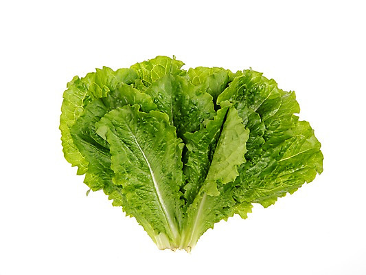 포토 JPG 스튜디오촬영 잎 채소 식재료 실내 누끼 사람없음 농작물 여러개 신선 상추 상추쌈 쌈채소 로메인상추 국내포토 식물 다수 농업 내부 쌈 파일형식