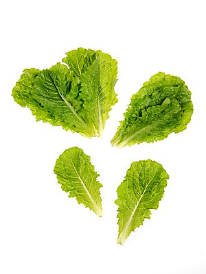 포토 JPG 스튜디오촬영 잎 채소 식재료 실내 누끼 사람없음 농작물 여러개 신선 상추 상추쌈 쌈채소 로메인상추 국내포토 식물 다수 농업 내부 쌈 파일형식
