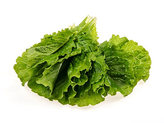 포토 JPG 스튜디오촬영 잎 채소 식재료 실내 누끼 사람없음 농작물 여러개 신선 상추 상추쌈 쌈채소 로메인상추 국내포토 식물 다수 농업 내부 쌈 파일형식