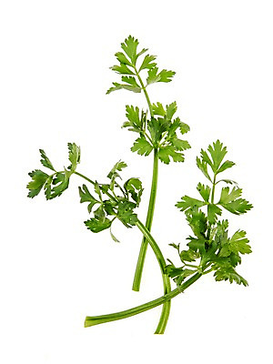 포토 JPG 스튜디오촬영 잎 채소 식재료 실내 누끼 사람없음 농작물 신선 샐러리 쌈채소 국내포토 식물 농업 내부 파일형식