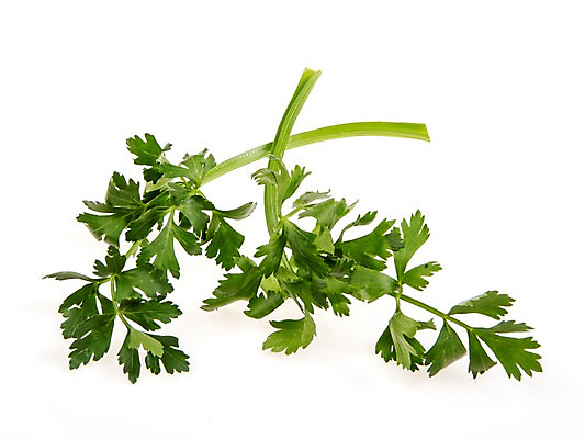 포토 JPG 스튜디오촬영 잎 채소 식재료 실내 누끼 사람없음 농작물 여러개 신선 샐러리 쌈채소 국내포토 식물 다수 농업 내부 파일형식